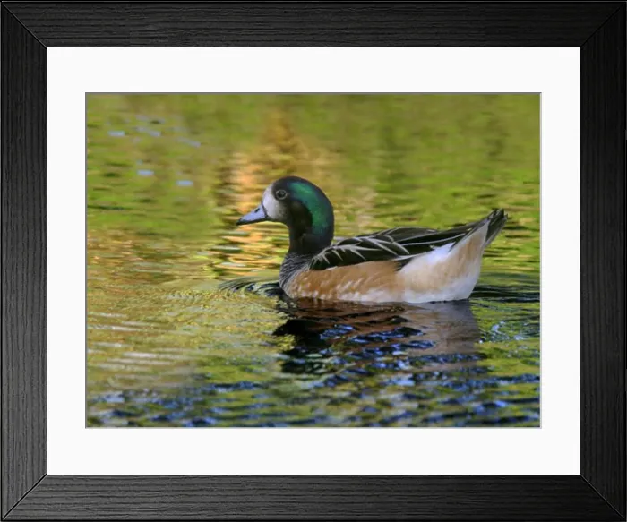 Framed Print : Side profile of a Chiloe Wigeon swimming in water (Anas sibilatrix) Framed Print : Side profile of a Chiloe Wigeon swimming in water (Anas sibilatrix)