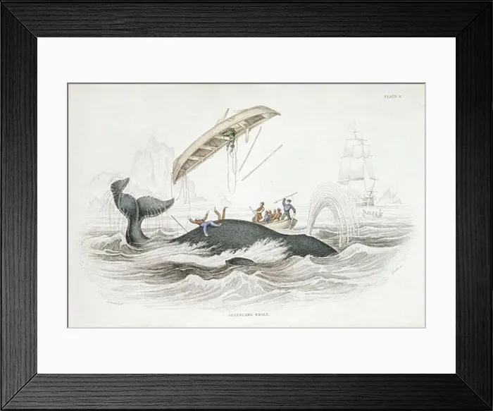 Framed Print : Harpooning a Greenland Whale which has tossed one of the attacking boats Framed Print : Harpooning a Greenland Whale which has tossed one of the attacking boats