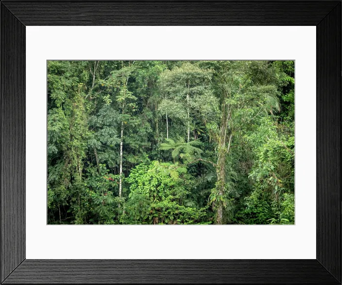 Framed Print : Rainforest, Selva Verde, Costa Rica