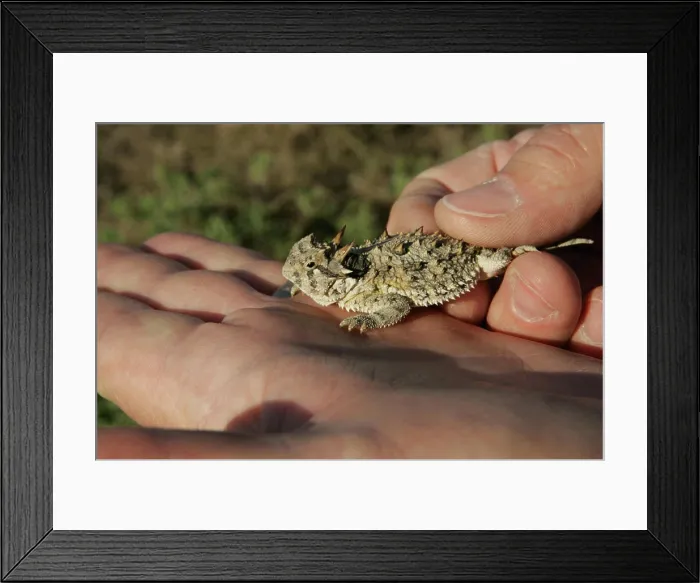 Framed Print : A Texas Horned Lizard fits in the palm of your hand Framed Print : A Texas Horned Lizard fits in the palm of your hand