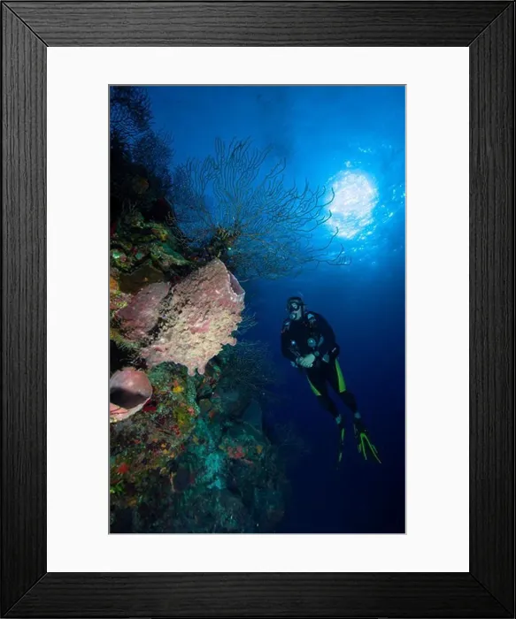 Framed Print : Barrel sponge and diver, Belize Framed Print : Barrel sponge and diver, Belize