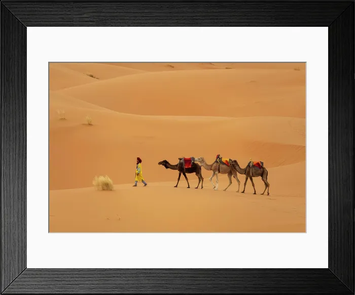 Framed Print : Africa, Morocco, Erg Chebbi. Berber man leading camels in desert Framed Print : Africa, Morocco, Erg Chebbi. Berber man leading camels in desert