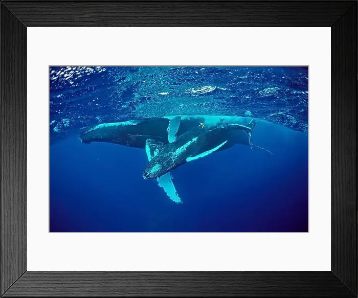 Framed Print : Humpback whale, mother and calf, Megaptera novaeangliae, Silverbanks, Caribbean Sea, Dominican Republic, Central America Framed Print : Humpback whale, mother and calf, Megaptera novaeangliae, Silverbanks, Caribbean Sea, Dominican Republic, Central America
