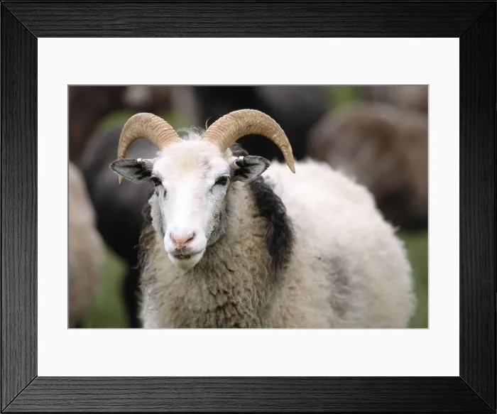 Framed Print : Sheep from Gotland, Sweden