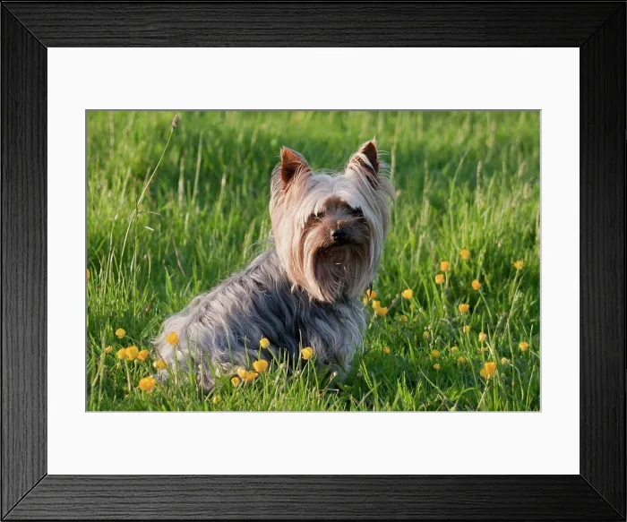 Framed Print : Domestic Dog, Yorkshire Terrier, adult, sitting amongst flowering buttercups in meadow, West Sussex, England, May Framed Print : Domestic Dog, Yorkshire Terrier, adult, sitting amongst flowering buttercups in meadow, West Sussex, England, May