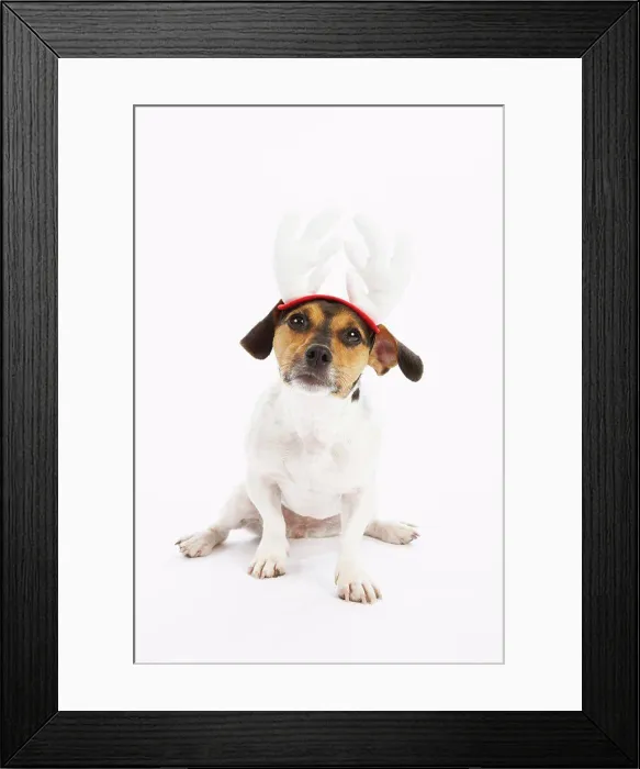 Framed Print : Dog with Reindeer Hat Framed Print : Dog with Reindeer Hat