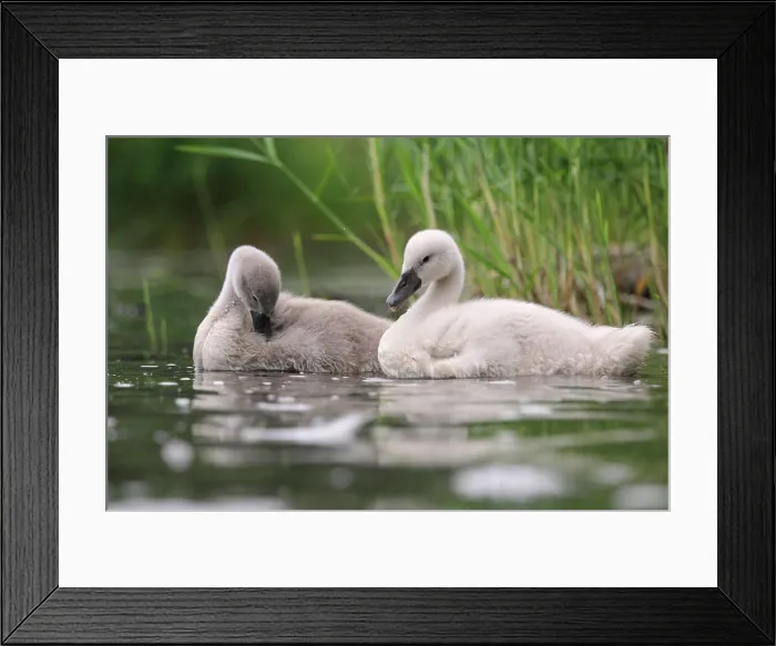 Framed Print : Hoeckenschwan Two young Hoeckenschwan swim together on a lake