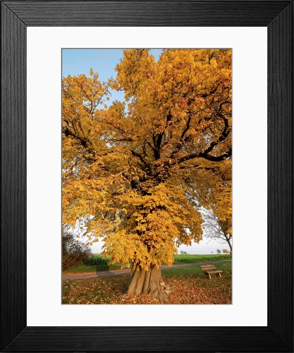 Framed Print : A single chestnut with autumn -discolored leaves in front of a cloudless blue sky