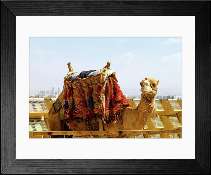 Framed Print : Camel Camel with traditional Bedouin saddle in Egypt Copyright: xZoonar.com / MarkoxBericx 7018773 Framed Print : Camel Camel with traditional Bedouin saddle in Egypt Copyright: xZoonar.com / MarkoxBericx 7018773