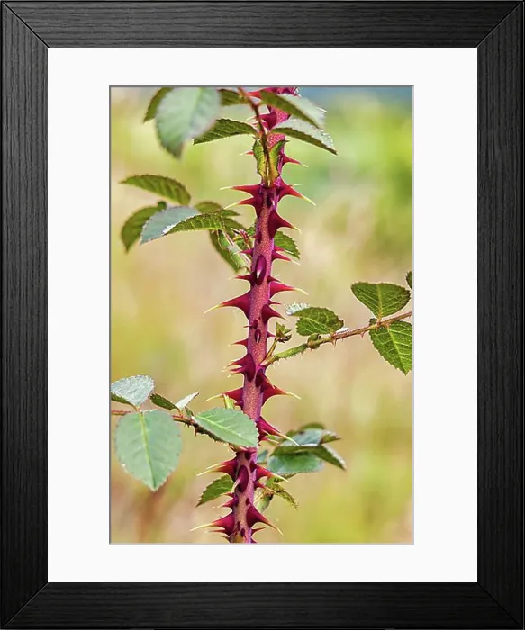 Framed Print : Wild rose stem with large thorns Framed Print : Wild rose stem with large thorns