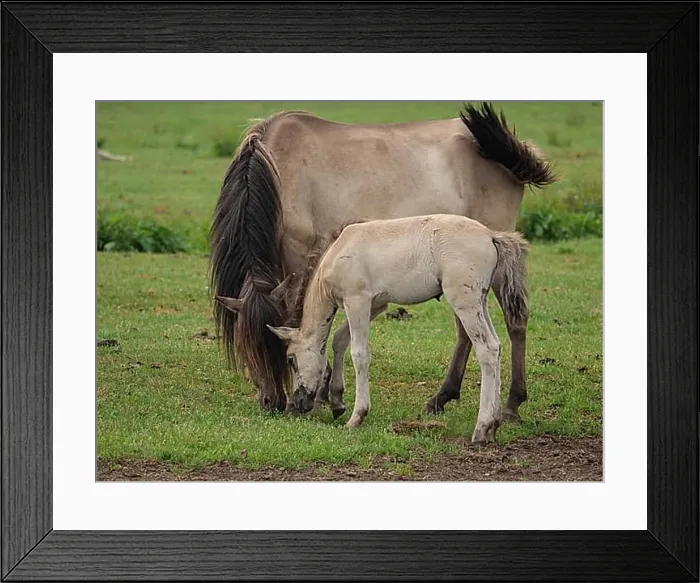 Framed Print : Foal and dam grazing peacefully on a green meadow, merfeld, münsterland, germany Framed Print : Foal and dam grazing peacefully on a green meadow, merfeld, münsterland, germany