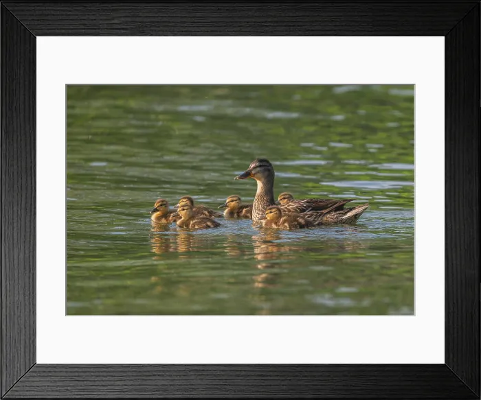 Framed Print : Mallard duck and ducklings on water Framed Print : Mallard duck and ducklings on water