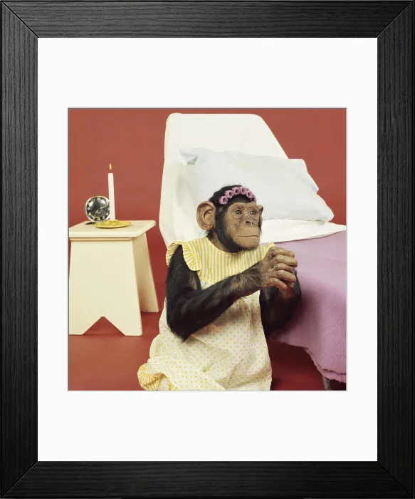 Framed Print : Chimpanzee praying at bedtime Framed Print : Chimpanzee praying at bedtime