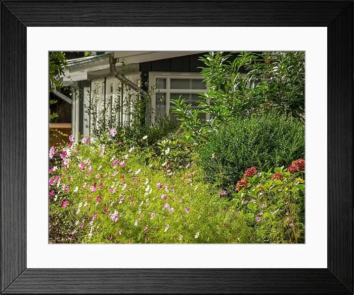 Framed Print : Cosy cottage with lush garden and colourful flowers, spiekeroog, east frisia, north sea, germany Framed Print : Cosy cottage with lush garden and colourful flowers, spiekeroog, east frisia, north sea, germany