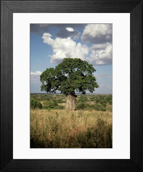 Framed Print : Baobab tree Tanzania Framed Print : Baobab tree Tanzania