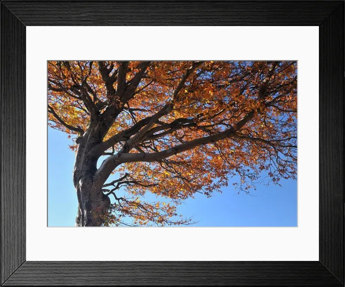 Framed Print : Beech Tree, Schauinsland, Black Forest, Baden-Wurttemberg, Germany Framed Print : Beech Tree, Schauinsland, Black Forest, Baden-Wurttemberg, Germany