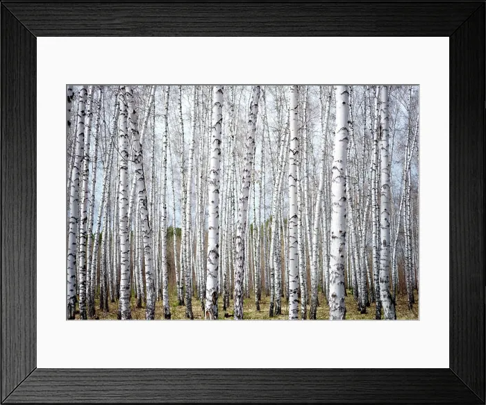 Framed Print : birch forest birch forest Copyright: xZoonar.com / RuslanxNassyrovx 10836635