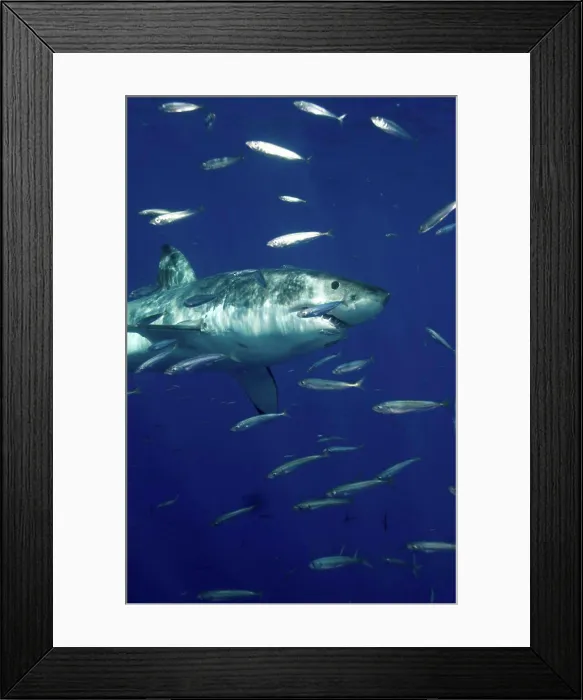 Framed Print : Great white shark in the wild Framed Print : Great white shark in the wild