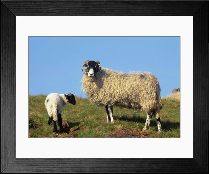 Framed Print : Sheep standing with a lamb in a field Framed Print : Sheep standing with a lamb in a field