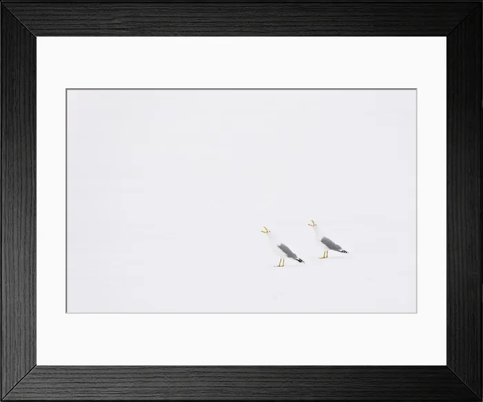 Framed Print : Herring gulls crying in the snow Scandinavia Framed Print : Herring gulls crying in the snow Scandinavia