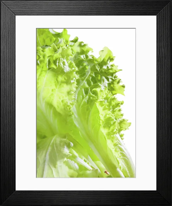 Framed Print : Batavia Salad Leaves Closeup of tender green Batavia salad Copyright: xZoonar.com / AlainxdexMaximyx 12747667