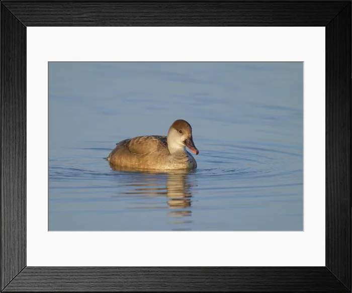 Framed Print : A female red crested Pochard swimming in the water, sunny morning in springtime, Austria Kirchdorf am Inn Austria