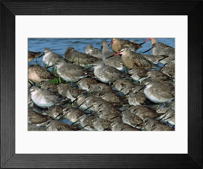 Framed Print : Shorebirds, Dowitchers (Limnodromus) Framed Print : Shorebirds, Dowitchers (Limnodromus)