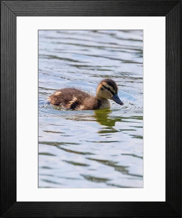 Framed Print : Mallard Duck Baby on water surface, Ducklings Swimming Framed Print : Mallard Duck Baby on water surface, Ducklings Swimming