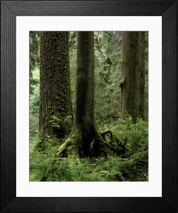 Framed Print : CLUB MOSS hangs from a MAPLE branch in the HALL OF MOSSES in the HOH RAIN FOREST - OLYMPIC NATIONAL PARK Framed Print : CLUB MOSS hangs from a MAPLE branch in the HALL OF MOSSES in the HOH RAIN FOREST - OLYMPIC NATIONAL PARK