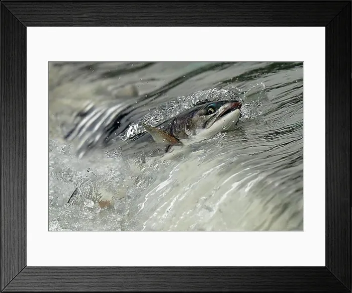 Framed Print : Pink salmon (Oncorhynchus gorbuscha) jumping up a waterfall on their way to spawning grounds Framed Print : Pink salmon (Oncorhynchus gorbuscha) jumping up a waterfall on their way to spawning grounds