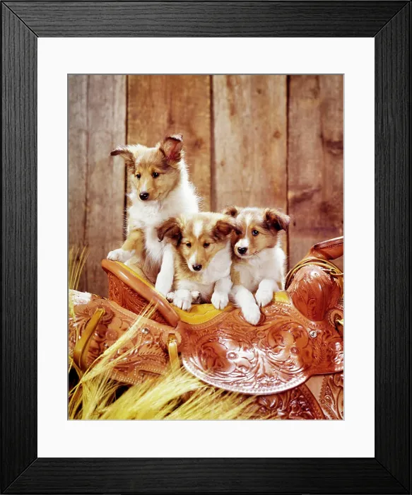 Framed Print : 1960s THREE CUTE LOVABLE COLLIE PUPPY DOGS ON TOP OF TOOLED LEATHER WESTERN SADDLE PORTRAIT