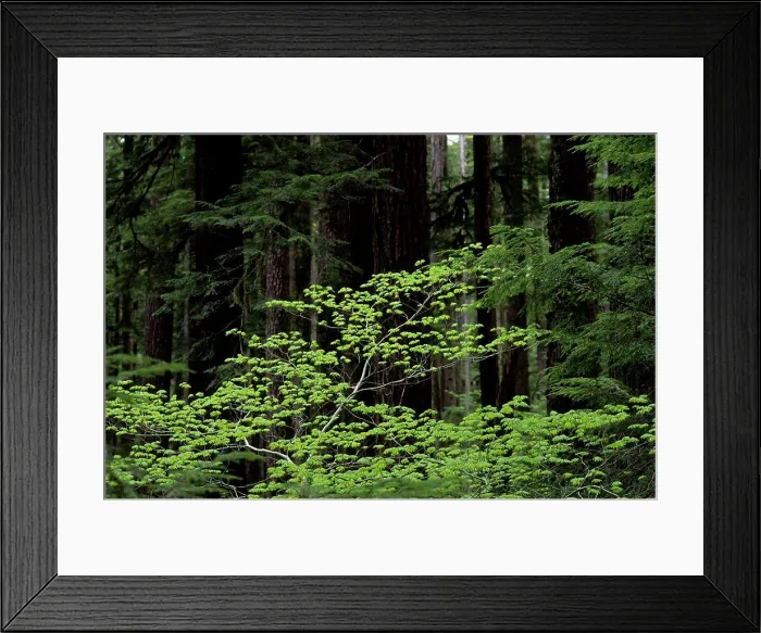 Framed Print : Usa, Washington, Olympic National Park, Vine Maple And Old-Growth Forest