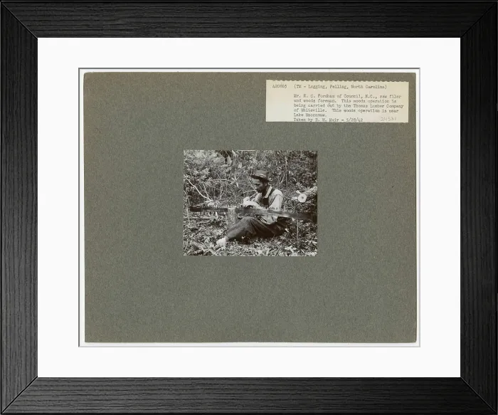 Framed Print : Logging: Felling - North Carolina