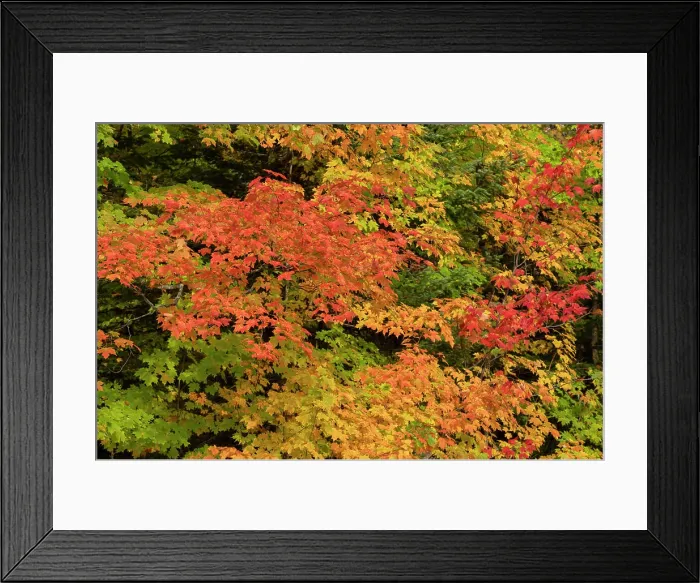 Framed Print : USA, Michigan, Ottawa National Forest. Close-up of maple leaves in autumn Framed Print : USA, Michigan, Ottawa National Forest. Close-up of maple leaves in autumn