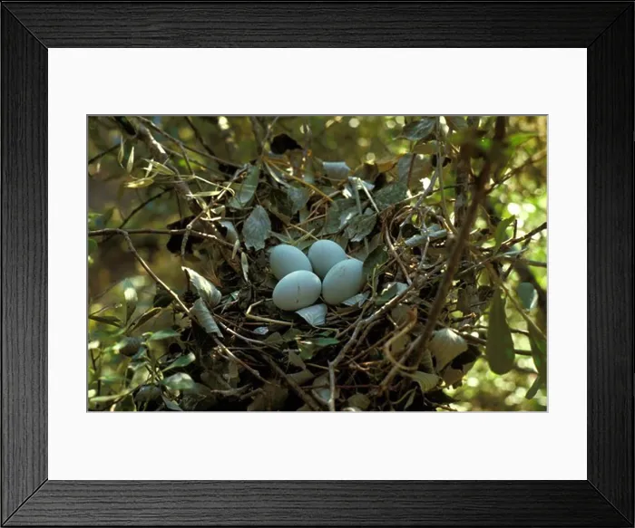 Framed Print : Little Egret (Egretta garzetta) Nest with four eggs Framed Print : Little Egret (Egretta garzetta) Nest with four eggs