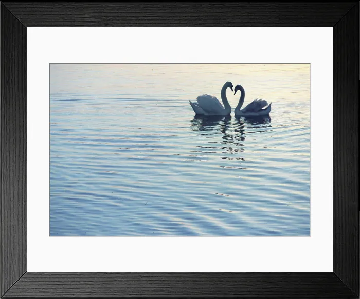 Framed Print : Couple of Mute Swan courtship behaviour Switzerland Framed Print : Couple of Mute Swan courtship behaviour Switzerland