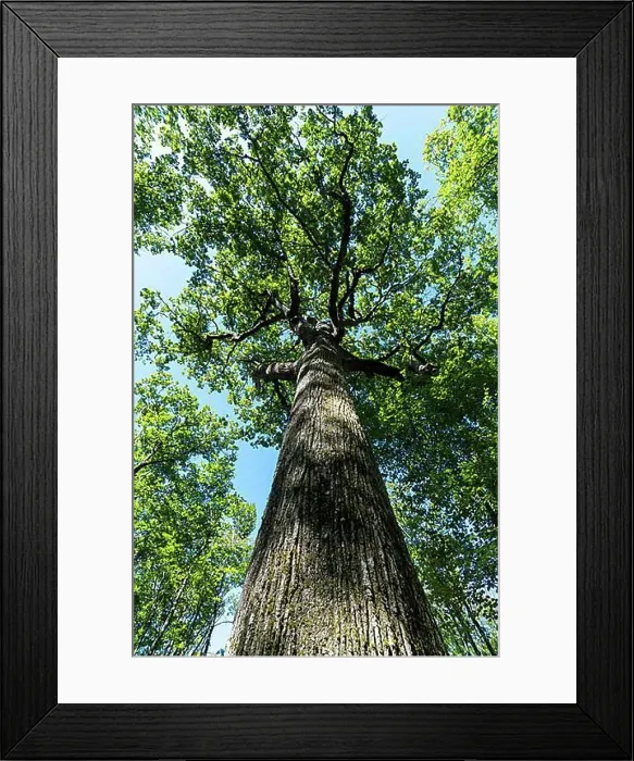 Framed Print : Forest of Troncais. Remarkable oak tree Framed Print : Forest of Troncais. Remarkable oak tree