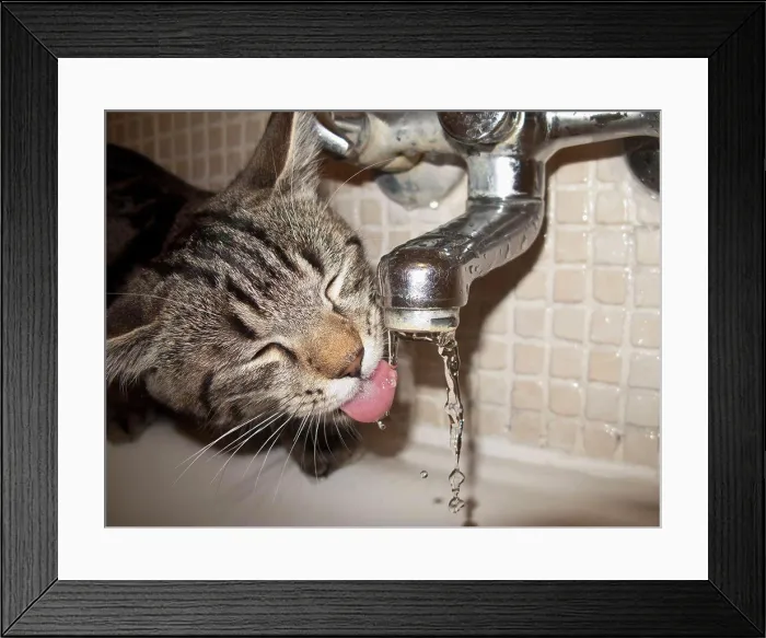 Framed Print : Cat drinking water from faucet Framed Print : Cat drinking water from faucet