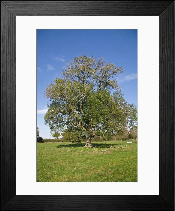 Framed Print : Ash, Common Ash, european ash (Fraxinus excelsior) Framed Print : Ash, Common Ash, european ash (Fraxinus excelsior)