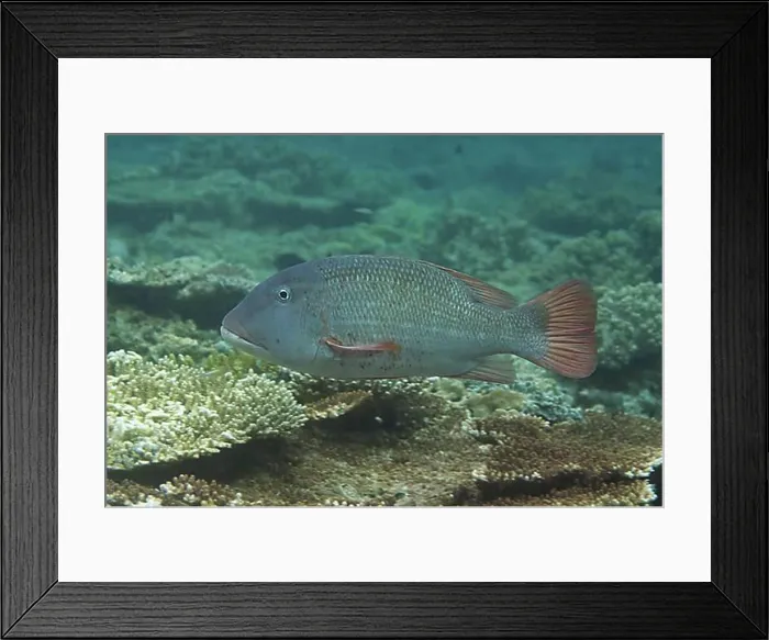 Framed Print : Big-headed snapper, Other animals Framed Print : Big-headed snapper, Other animals
