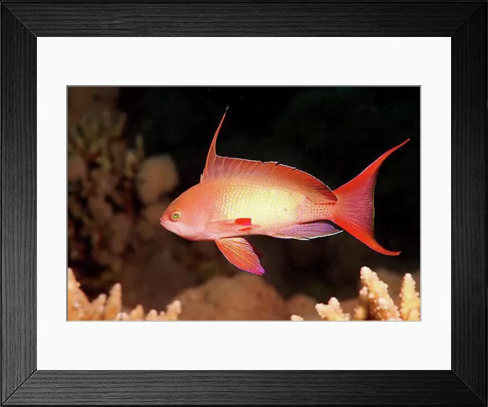 Framed Print : Sea goldie, Jevel fairy basslet (Pseudanthias squamipinnis), Red Sea, Egypt, Africa Framed Print : Sea goldie, Jevel fairy basslet (Pseudanthias squamipinnis), Red Sea, Egypt, Africa
