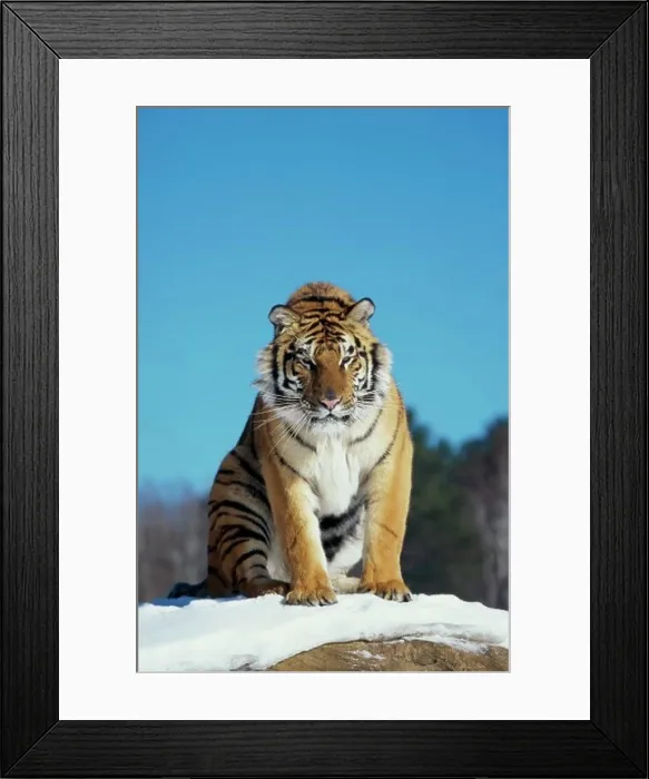 Framed Print : Low angle view a Siberian Tiger sitting in the snow (Panthera tigris altaica)