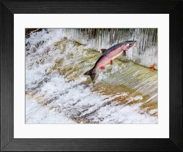 Framed Print : Salmon jumping. Issaquah Hatchery Framed Print : Salmon jumping. Issaquah Hatchery