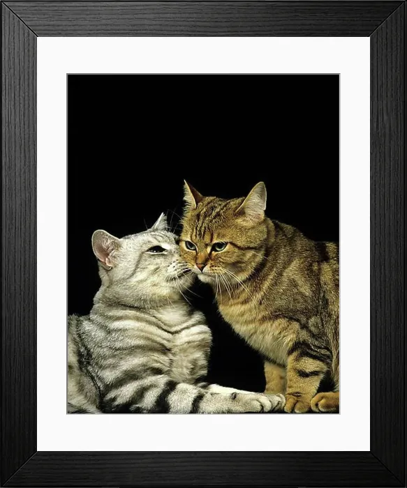 Framed Print : Brown Tabby and Silver Tabby Domestic Cat, Cats against Black Background Framed Print : Brown Tabby and Silver Tabby Domestic Cat, Cats against Black Background