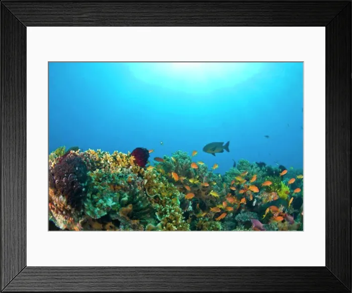 Framed Print : Apo Island Marine Park, Philippines, Asia Framed Print : Apo Island Marine Park, Philippines, Asia