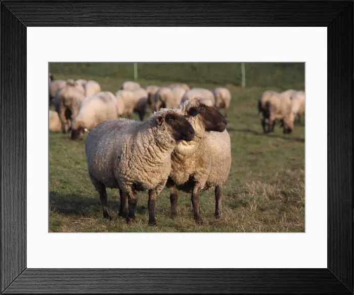 Framed Print : Block herd sheep copyright: xzoonar.com / martinaxbergx 9043656 Framed Print : Block herd sheep copyright: xzoonar.com / martinaxbergx 9043656