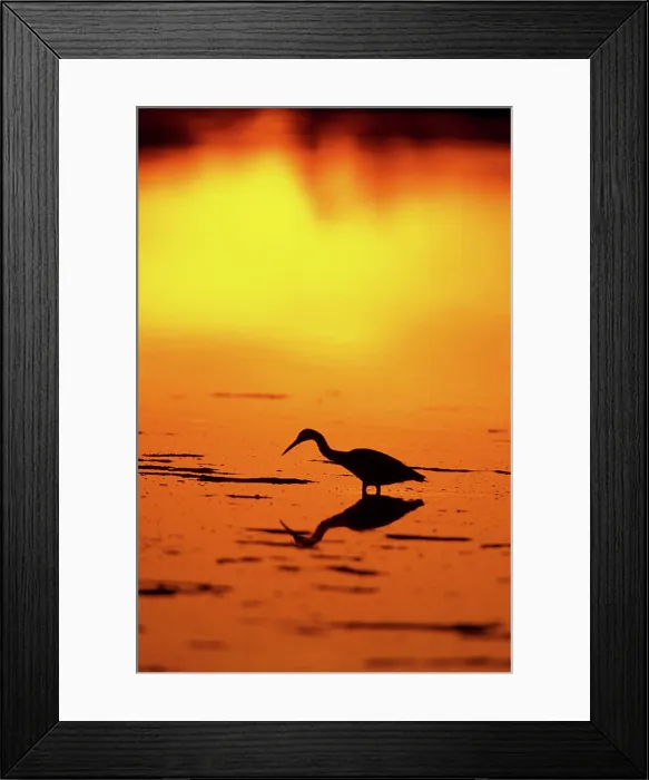 Framed Print : Little Blue Heron (Egretta caerulea) at sunset J.N.Ding Darling National Wildlife Refuge, Florida Framed Print : Little Blue Heron (Egretta caerulea) at sunset J.N.Ding Darling National Wildlife Refuge, Florida