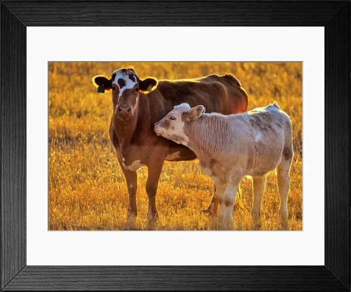 Framed Print : Cattle in a field, Alberta, Canada Framed Print : Cattle in a field, Alberta, Canada