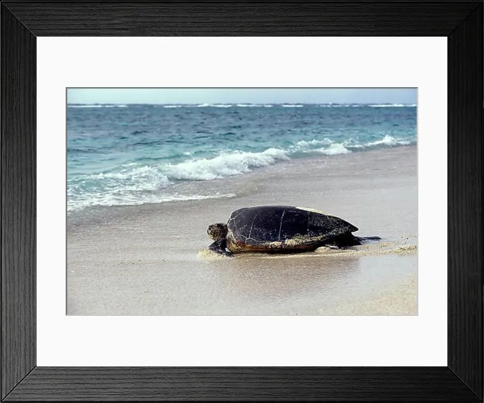 Framed Print : LOGGERHEAD SEA TURTLE (caretta caretta), ADULT GOING BACK TO SEA AFTER LAYING EGGS, AUSTRALIA Framed Print : LOGGERHEAD SEA TURTLE (caretta caretta), ADULT GOING BACK TO SEA AFTER LAYING EGGS, AUSTRALIA