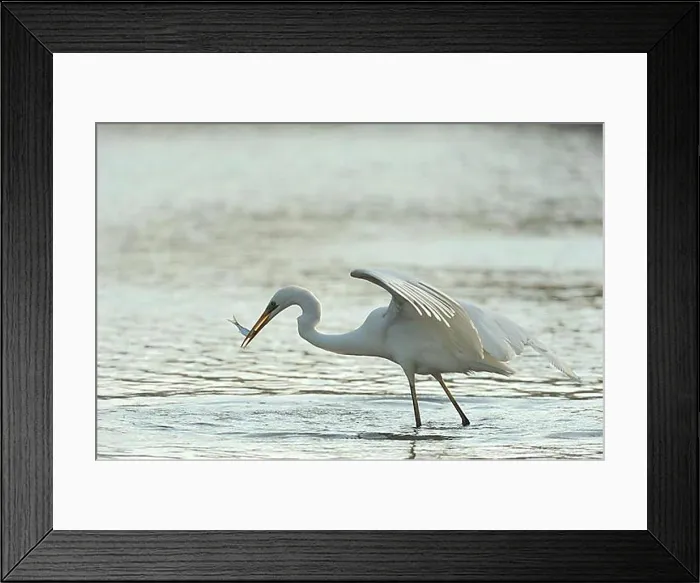 Framed Print : Great Egret (Casmerodius albus), hunting for fish, Danube wetlands, Donau Auen, Lower Austria, Austria, Europe